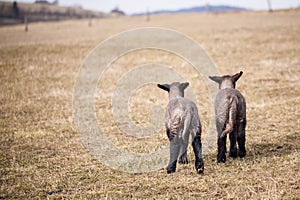 Two baby lambs walking together