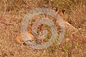 Two baby lion