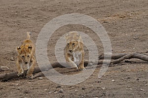 Two baby lions cross a wooden trunk