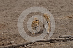 Two baby lions having fun