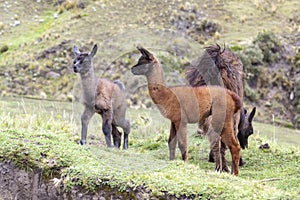 Two baby llama a few days old photo