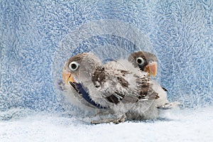 Two baby lovebirds on blue cloth background