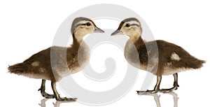 Two baby mallard ducks