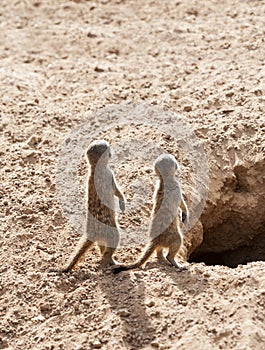 Two Baby Meerkats