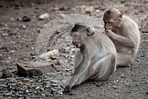 Two baby Monkeys Crab-eating macaque eating food that people give in bangkok