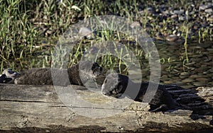 Two Baby Otters on a Log