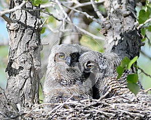 Two baby owls in nest