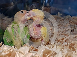 Two baby parrots enjoying each others company.