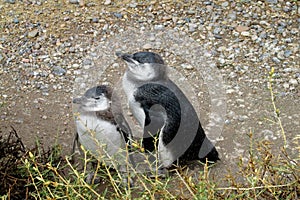 Two baby penguins