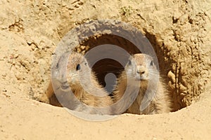 Two baby prairie dogs looking out of their burrow photo