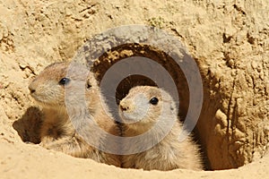 Two baby prairie dogs looking out of their burrow