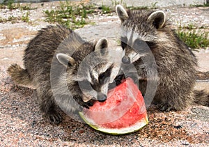 Two baby raccoons eating watermelon.