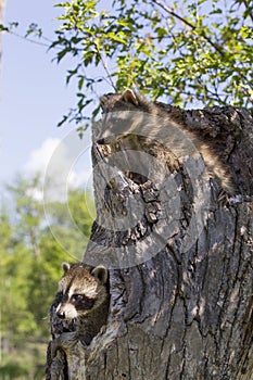 Two baby raccoons playing in log