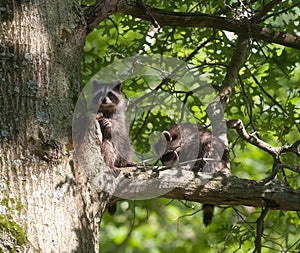 Two baby raccoons in a tree