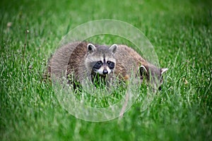 Two baby racoon