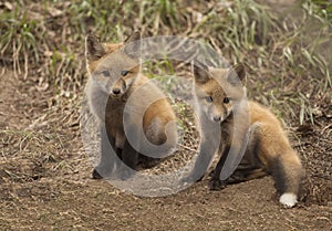 Two baby red fox kits outside of their forest den