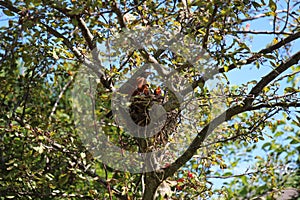 Two baby Robins crying for food while a male Robin guards the nest in Wisconsin