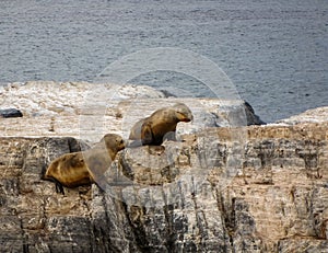 Two baby sea lion pups walking over rock cliff island in the sea