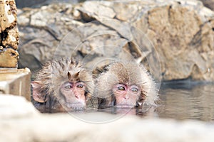 Two baby Snow monkeys bathing onsen at jigokudani monkey park,Nagano