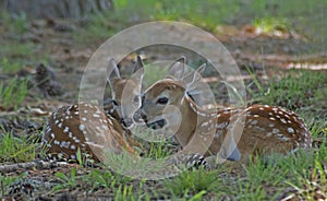 Two baby spotted baby Deer lay in the grass touching noses.
