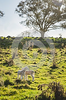 Two baby spring lambs in field on farm, late afternoon