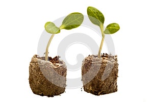 Squash seedlings with root ball