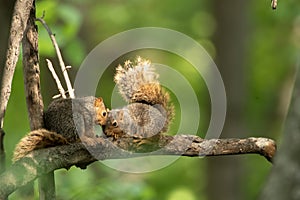 two baby squirrel siblings sharing a tender moment