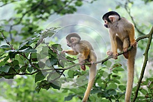 Two baby squirrelmonkey out on adventure