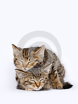 Two baby tabby cats overlapping their bodies sleeping together, cubs, close-up image, clean indoor background