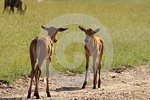 Two baby topis in the african savannah.