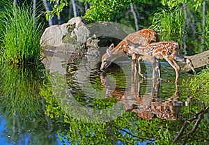Two Baby White-tailed deer water reflections.