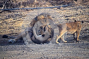 Two Baby Young Asiatic Lion Cubs - Active Playful with Lion Father- Panthera Leo Leo - Parenting - in Forest, Gir, India, Asia