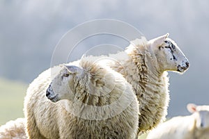 Two back lit sheep staring to left and right