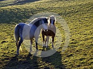 Two backlit horses