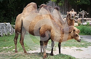 two Bactrian camels with brown hair while eating