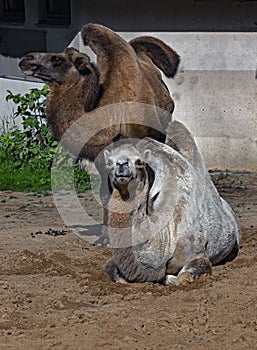 Two bactrian camels 4