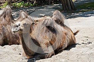 Two Bactrian camels in Latin called Camelus bactrianus is settled on the ground.