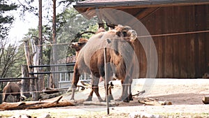 Two Bactrian camels leisurely strolling through zoo their towering humps gracefully with each step. These camels exude