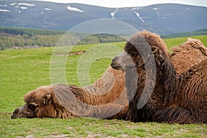 Two Bactrian camels lying down together