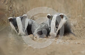 Two badgers emerging from a sett