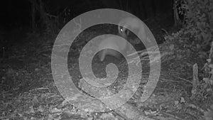 two badgers fight in the woods at night