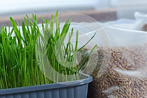 Two bags filled with cat grass sit atop a wooden table.