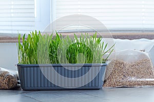 Two bags filled with cat grass sit atop a wooden table.