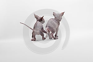 Bald Cat Sphinx Sphynx. Back view