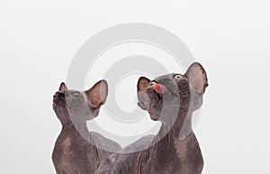 Two Bald Cat Sphinx Sphynx. Look kitten