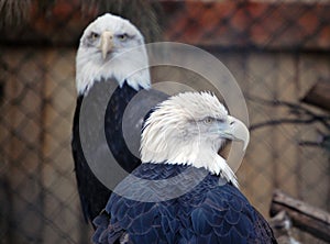 Two bald eagles