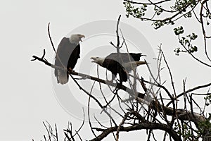 Two Bald Eagles