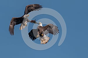 Two bald eagles fighting