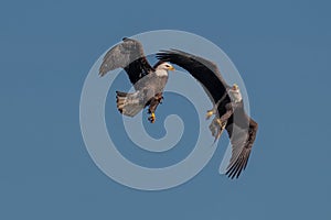 Two bald eagles fighting