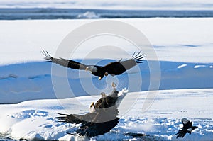 Two bald eagles are fighting for prey. USA. Alaska. Chilkat River.